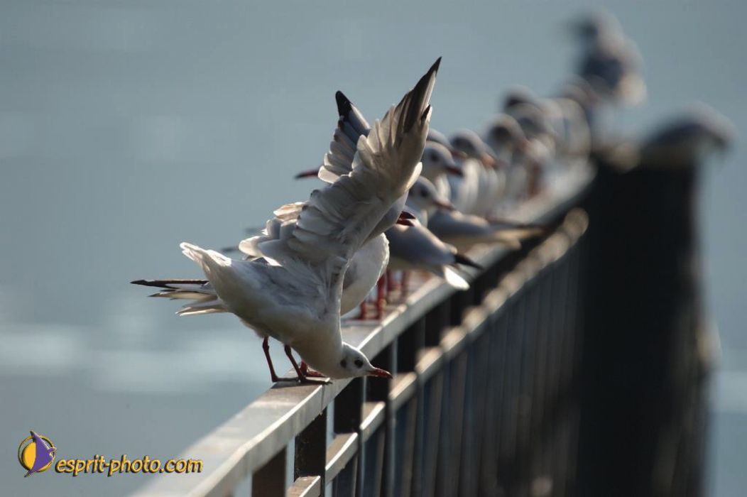 Nom de l'image : EP08-0396_(c)Norbert-JUNG — Description :